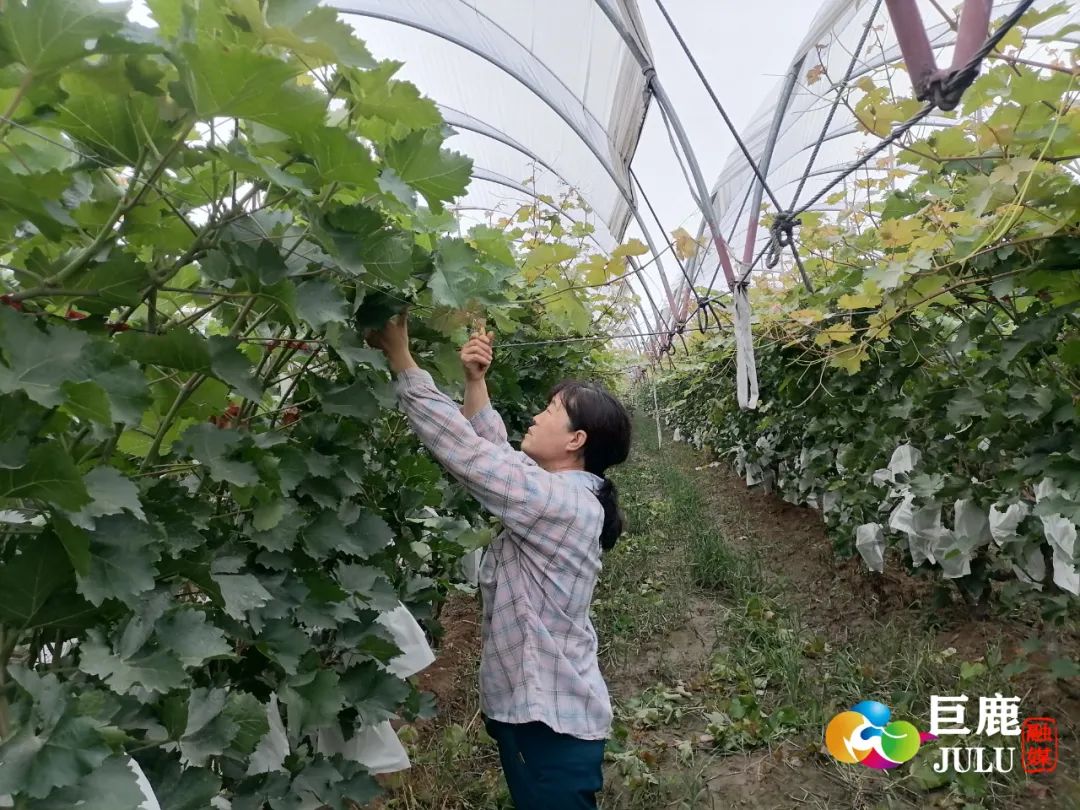 致富种植业_种植致富经_致富种植创业项目