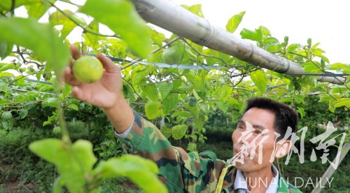 室内种植致富项目_致富项目农村_致富经项目