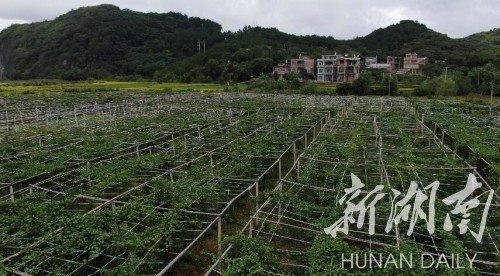 室内种植致富项目_致富经项目_致富项目农村