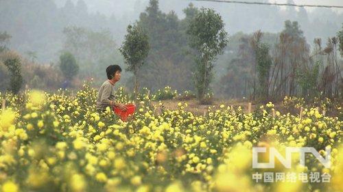 致富经黄_致富黄金叶乐了烟农_致富黄金叶