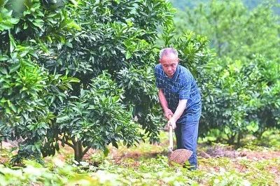 致富黄金叶_致富黄金果_致富经黄