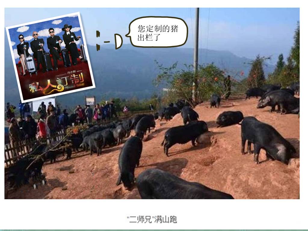 致富经猪_致富猪场招工_致富猪业