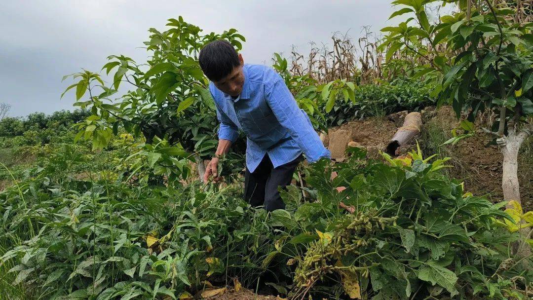 乡村振兴丨念好林下“致富经” 仁和区大力推行粮经（菜）复合种植