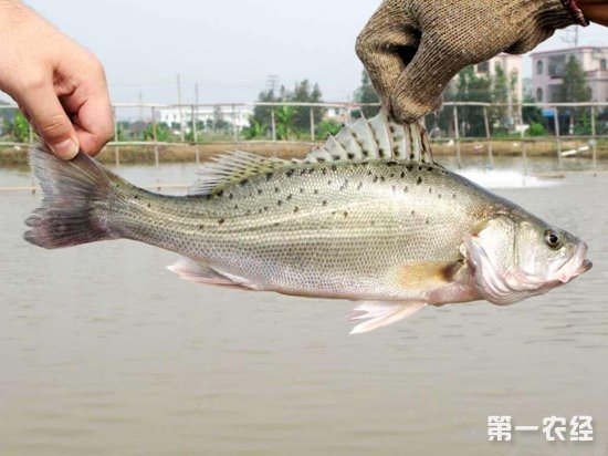 致富养殖泥鳅怎么样_致富养殖泥鳅图片_致富经泥鳅养殖