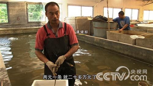 致富经泥鳅养殖_致富养殖泥鳅图片_致富养殖泥鳅视频