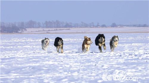 [致富经]葛宇天饲养阿拉斯加犬和秋田犬如何年创千万财富