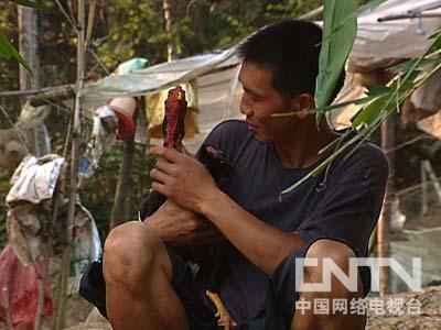 致富经鸡_致富经养鸡视频大全_致富鸡幸福路