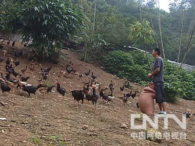 致富经鸡_致富经养鸡视频大全_致富鸡幸福路