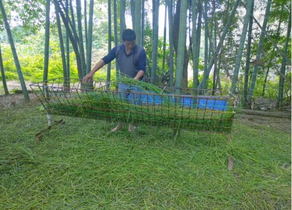 致富羊群满山跑_致富经羊_致富经羊