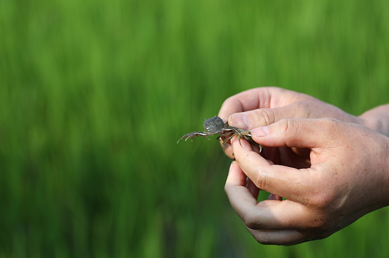 致富经泥鳅养殖视频全集_致富经泥鳅_致富泥鳅养殖