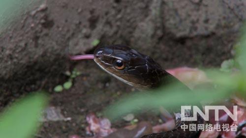 四川眉山洪雅县李琼放养蛇---致富经/打工妹遭遇流言蜚语之后