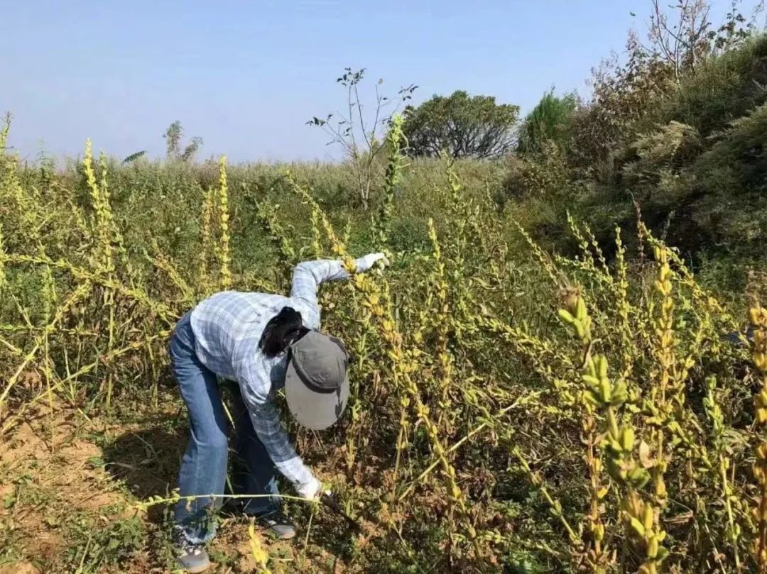 致富经养鹅视频_养殖鹅的视频_三农致富养鹅视频