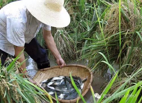 当下最流行的稻田养殖模式设计的要点