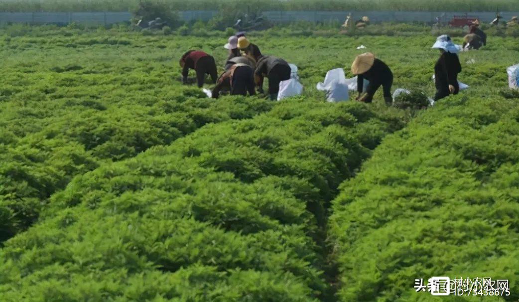 室内种植致富项目_致富项目加工办厂_致富经项目