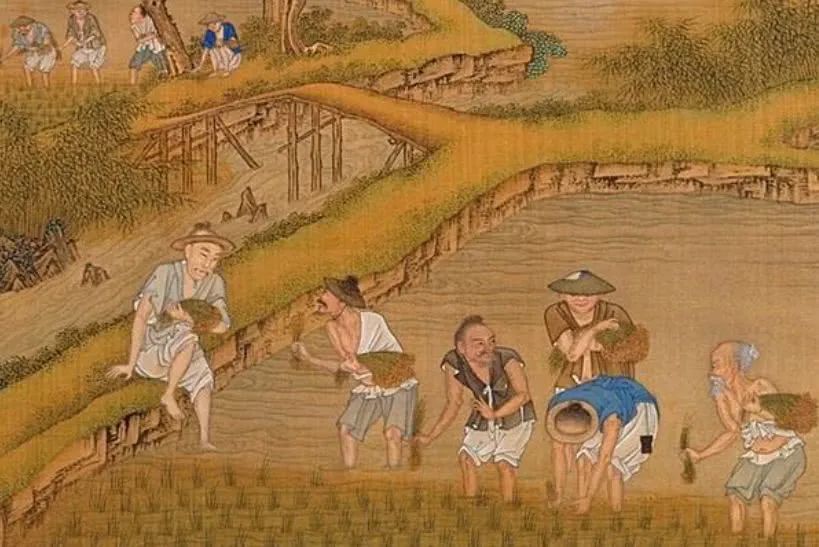 致富黄金叶_致富经黄_致富黄金果