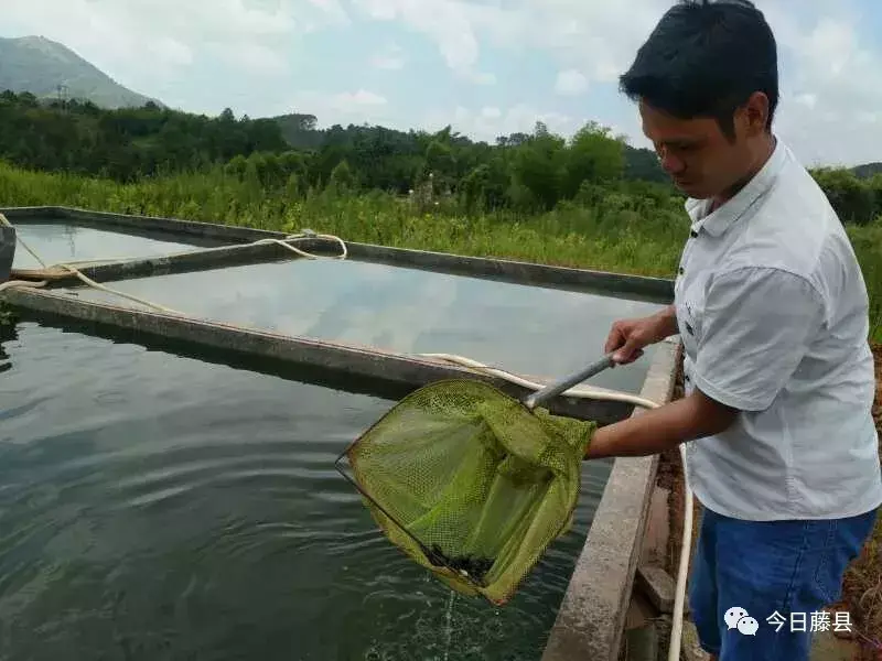 致富经养殖毒蛇视频_致富经养蛇_致富经养肉蛇