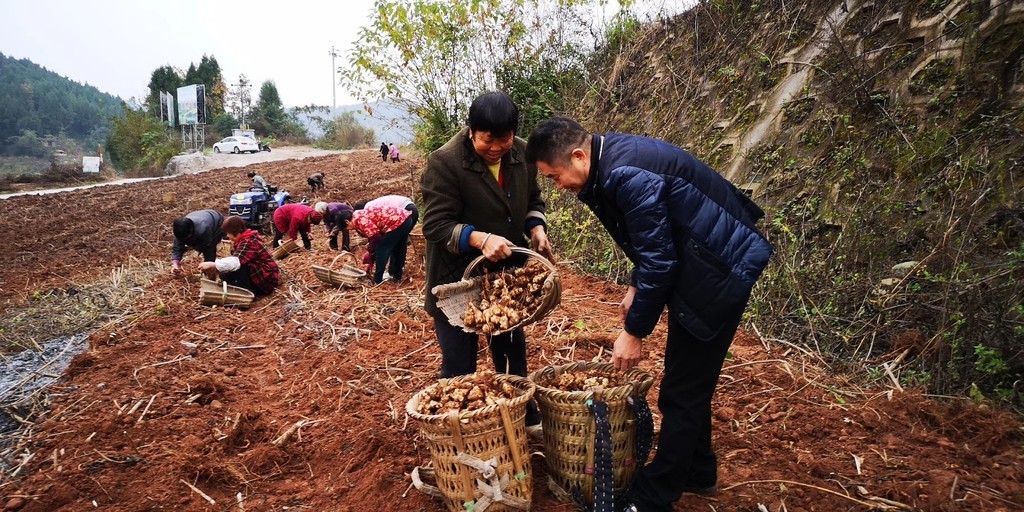 致富经视频_致富经全部视频创业项目_致富小视频加工厂