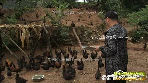 致富鸡汤_致富经养鸡视频大全_致富经鸡