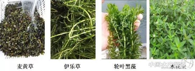 致富经龙虾养殖_致富经小龙虾养殖_致富经养殖小龙虾