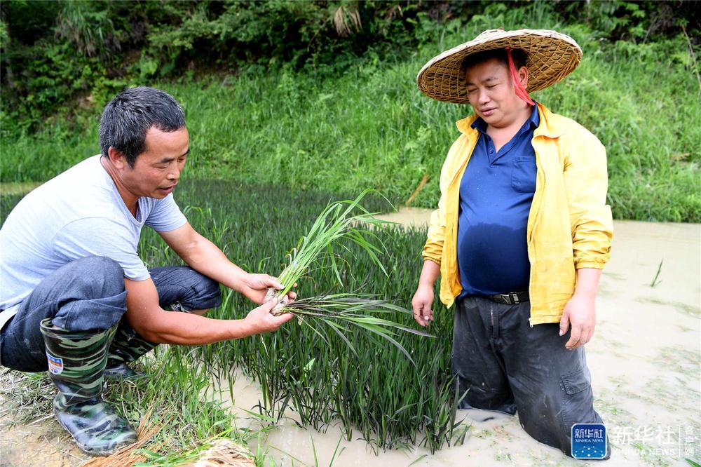 致富经养牛视频_致富经创业养殖牛视频_农业节目致富经养牛视频