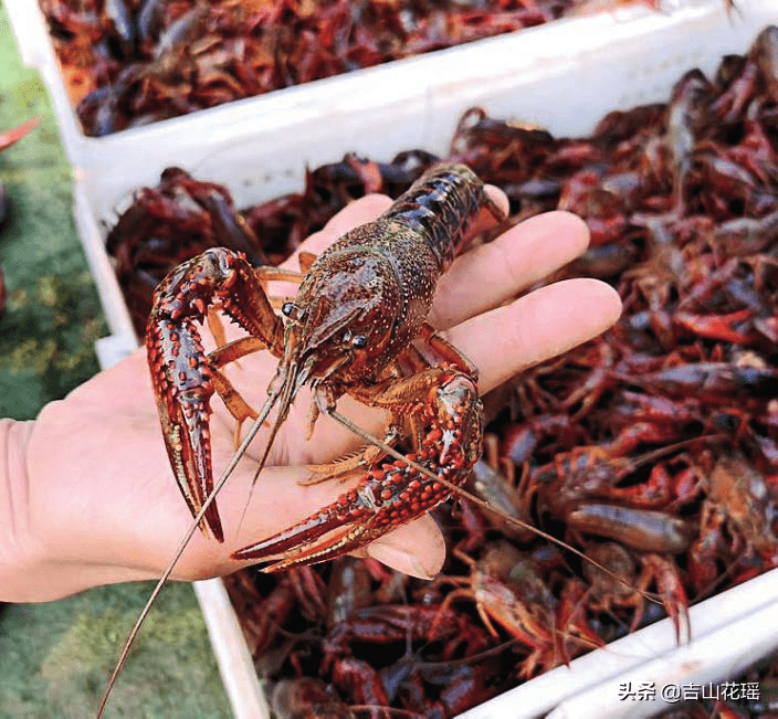 致富经养殖小龙虾_致富经龙虾养殖技术视频_致富经龙虾养殖