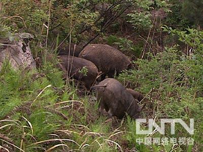 [致富经]都市女孩嫁入山村之后(20120730)