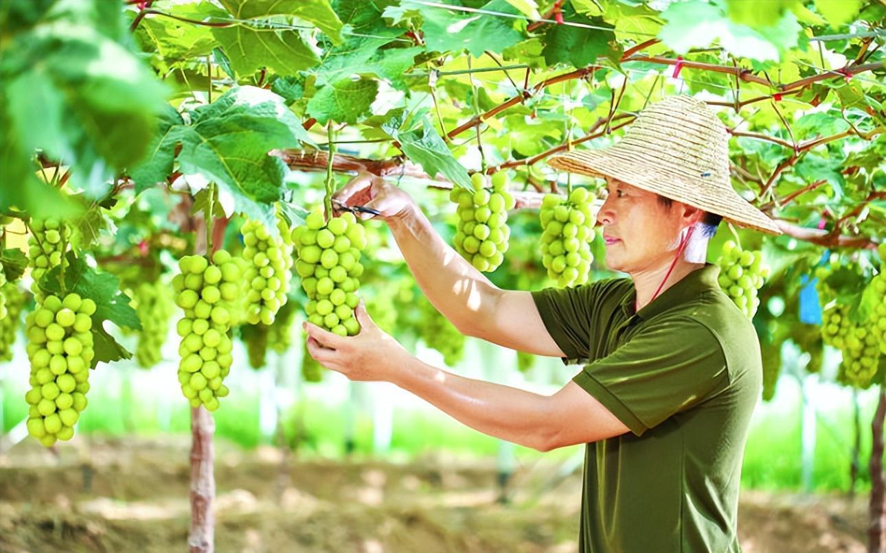 致富经项目_农村15个致富项目_致富项目商机