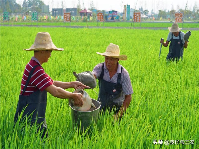 致富经甲鱼养殖技术视频_致富经养甲鱼_养甲鱼致富视频