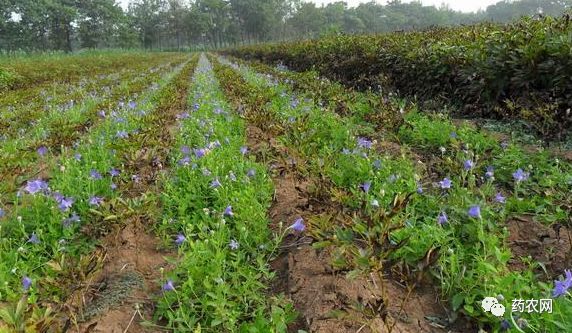 村庄借鉴优质规划经验材料范文_借鉴优质村庄规划经验材料_村庄规划经验做法