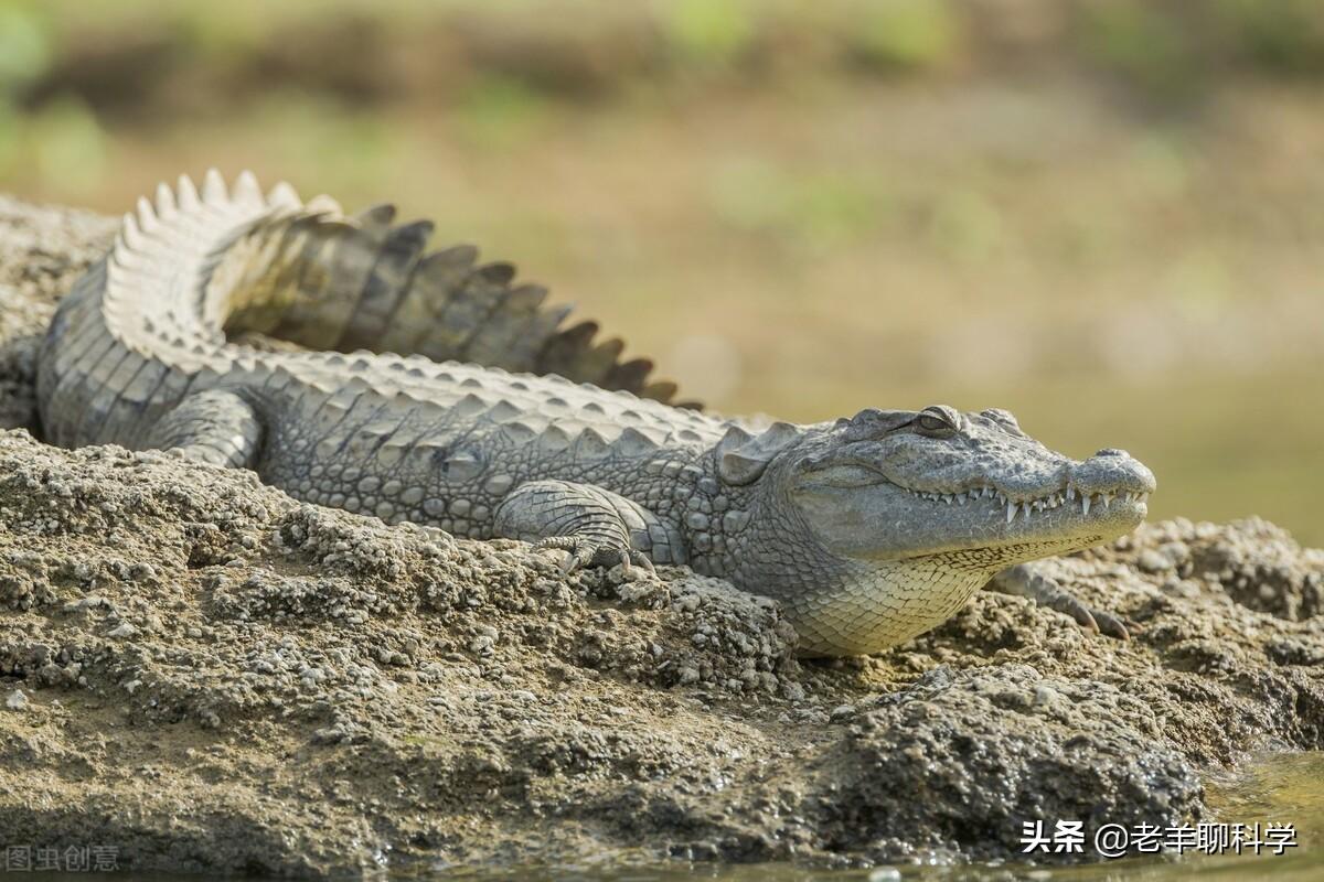 致富经养甲鱼_养甲鱼赚钱_致富经甲鱼养殖技术视频