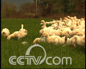 三农致富养鹅视频_养鹅致富经视频_致富经养鹅视频