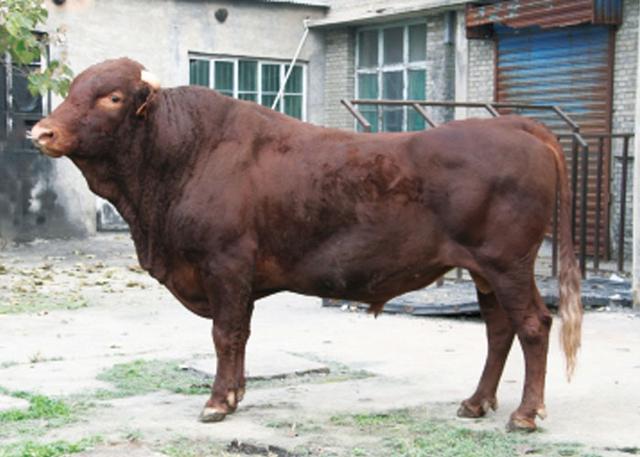 这5种黄牛肉才是地道的中国味道，肉质鲜美，味道纯正！