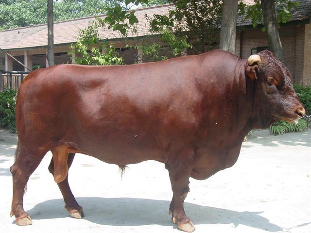 这5种黄牛肉才是地道的中国味道，肉质鲜美，味道纯正！
