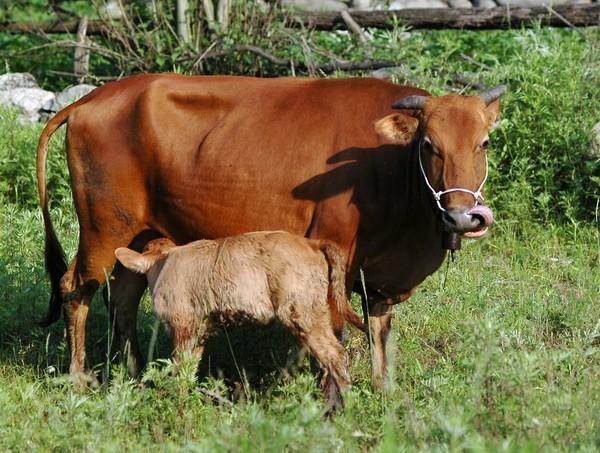 这5种黄牛肉才是地道的中国味道，肉质鲜美，味道纯正！