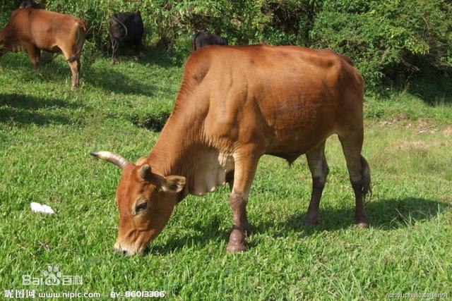 这5种黄牛肉才是地道的中国味道，肉质鲜美，味道纯正！