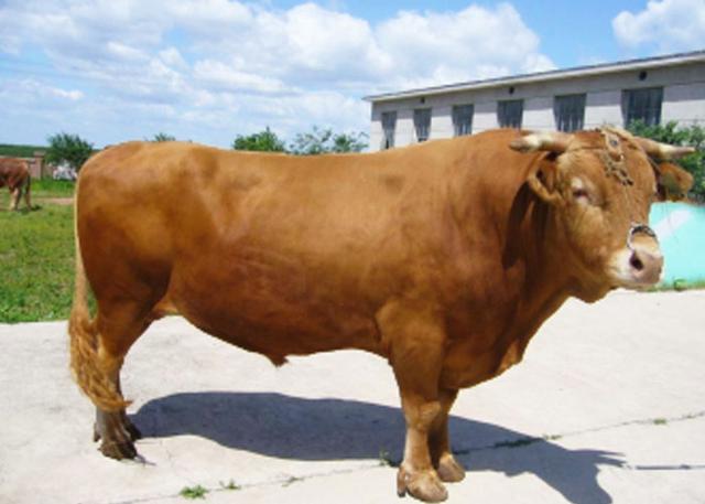 这5种黄牛肉才是地道的中国味道，肉质鲜美，味道纯正！