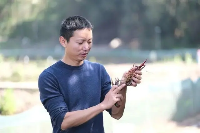 龙虾致富经_致富经小龙虾_致富经小龙虾养殖技术