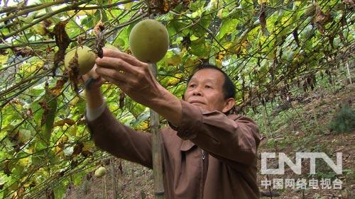 三农致富经_致富三农视频养鱼_致富三农养牛视频