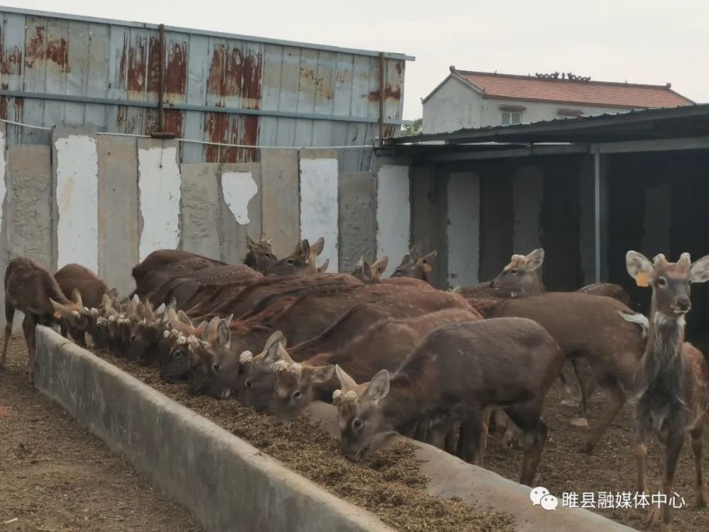 致富养殖业_致富养殖蝎子_养殖致富经