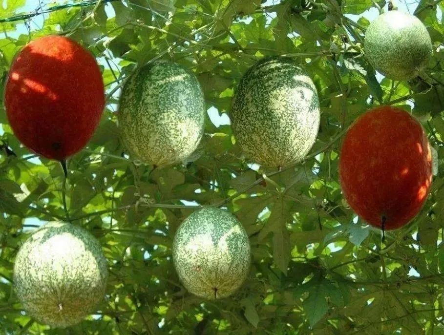 致富经种植_致富种植糖料蔗文案怎么写_致富种植业