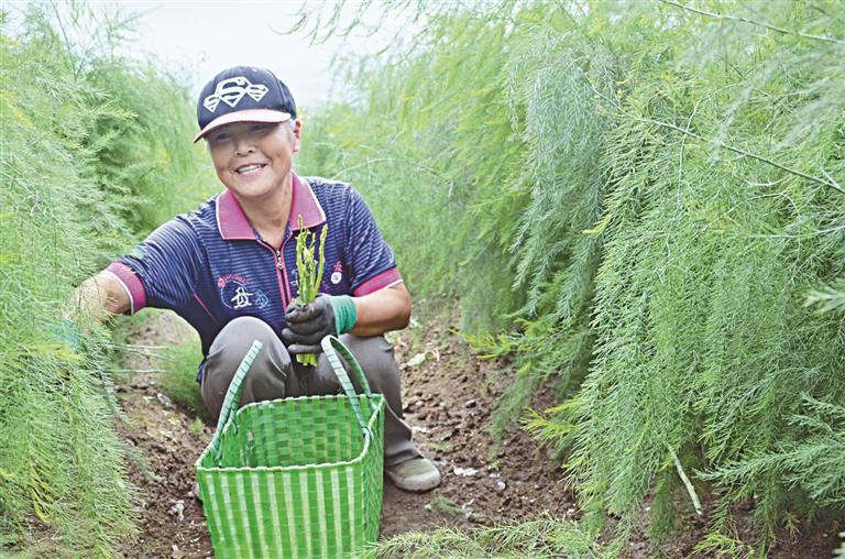 致富经小龙虾_致富经小龙虾养殖视频播放_致富经小龙虾养殖技术