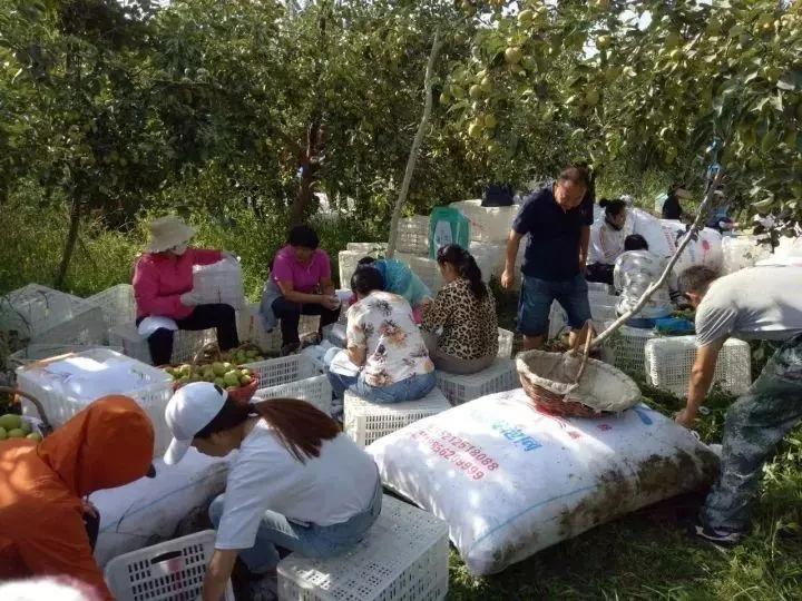 致富种植视频全集_种植致富经_致富种植什么比较赚大钱