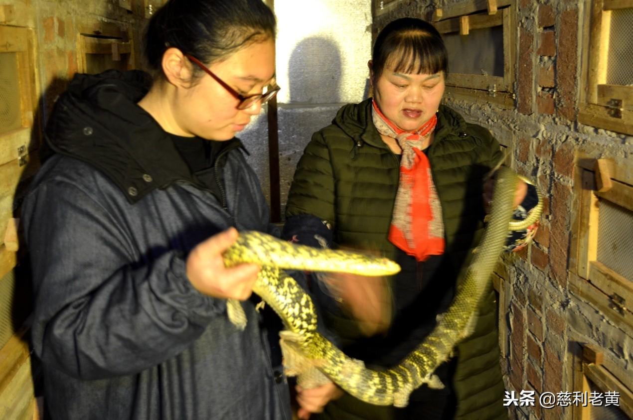 致富经养蛇_养蛇致富女蛇毒44亿_致富经蟒蛇养殖