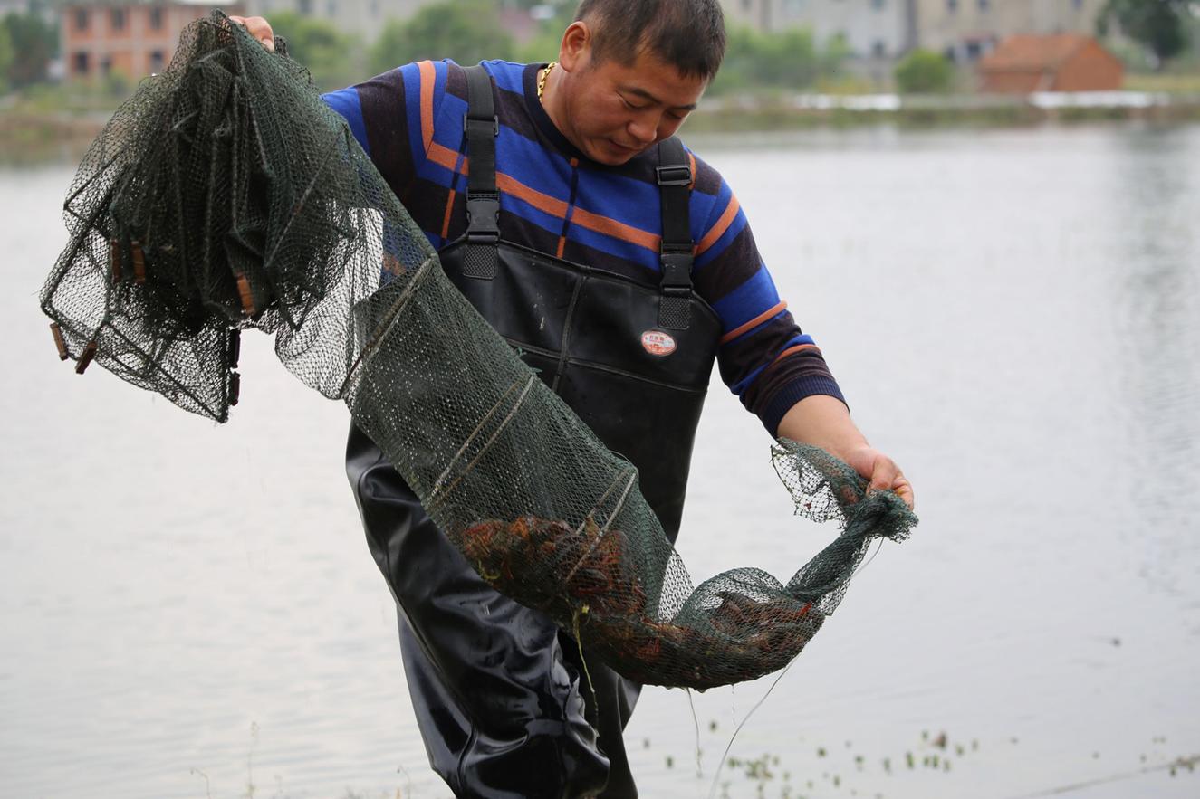 琢磨养殖技术 研究市场行情 看这个小龙虾养殖大户的致富经