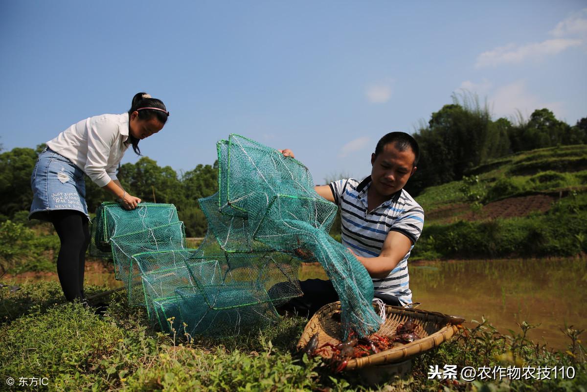 致富经养殖小龙虾_致富经龙虾养殖_致富经小龙虾养殖