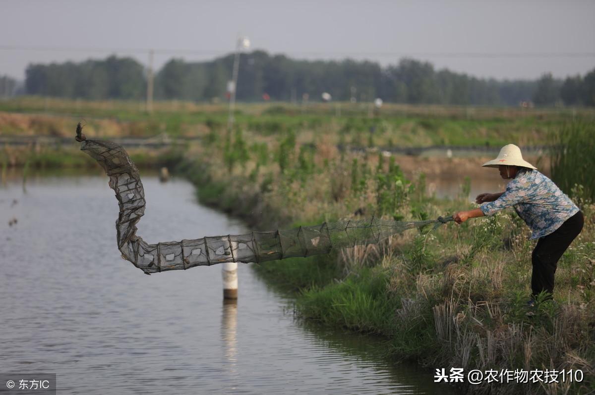 致富经小龙虾养殖_致富经龙虾养殖_致富经养殖小龙虾