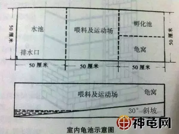 养乌龟致富_致富经乌龟养殖场的视频_致富经养龟