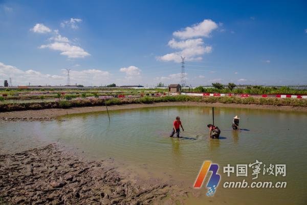 致富甲鱼养殖技术_致富经甲鱼_致富经甲鱼养殖技术视频