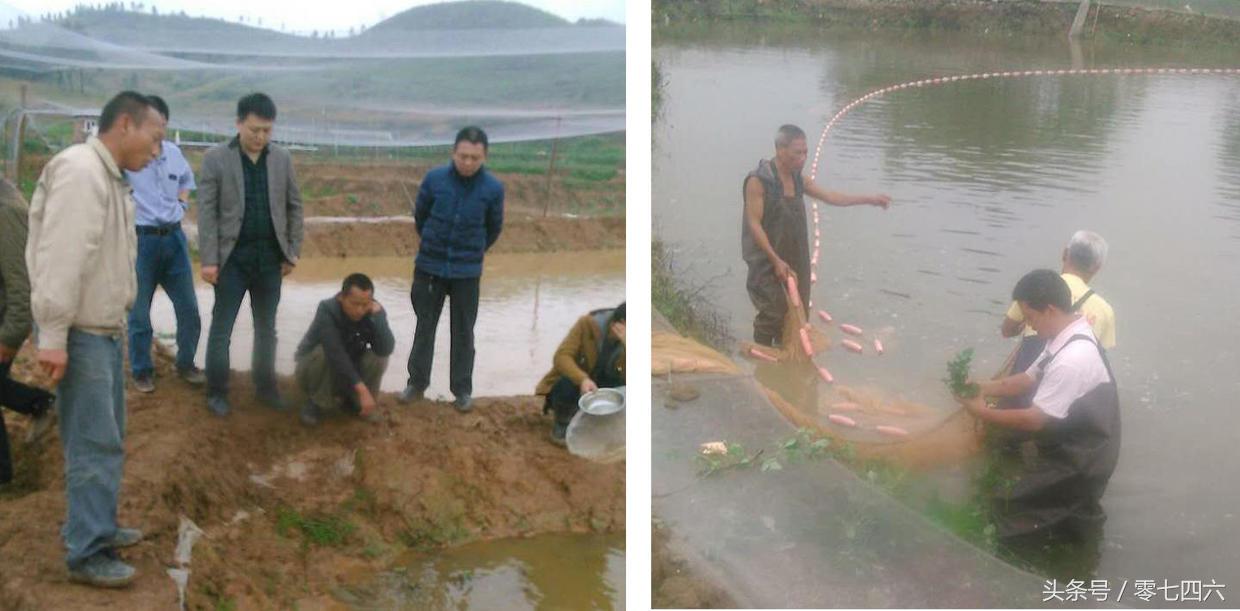 养殖泥鳅挣钱吗_致富经泥鳅养殖_致富养殖泥鳅图片