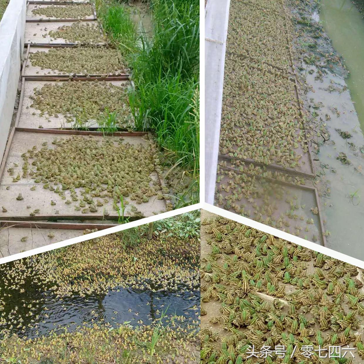 养殖泥鳅挣钱吗_致富经泥鳅养殖_致富养殖泥鳅图片